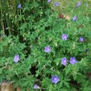 Géranium vivace à floraison bleu tout l'été, géranium 'Brookside' facile de culture