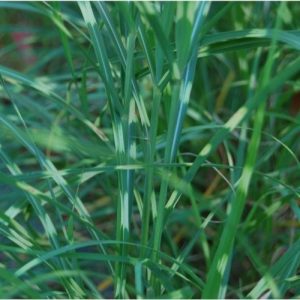 Roseau de Chine, Miscanthus nain, feuillage vert zébré de jaune, culture en pot et pleine terre