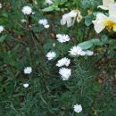 Aster d'automne à fleurs blanches. Bouquet, fleur coupée