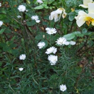 Aster d'automne à fleurs blanches. Bouquet, fleur coupée