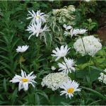 Margueritte d'été à floraison blanche. Plante vivace de jardin, Leucanthemum, jardin naturel, jardin de curé