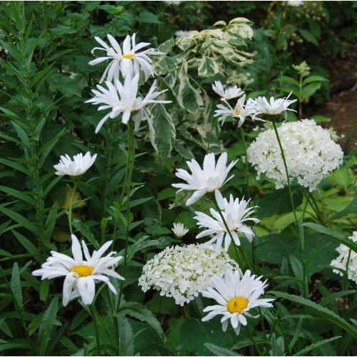 Margueritte d'été à floraison blanche. Plante vivace de jardin, Leucanthemum, jardin naturel, jardin de curé