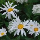 Margueritte d'été à floraison blanche. Plante vivace de jardin, Leucanthemum, jardin naturel, jardin de curé