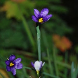 Sisyrinchium 'Lucerne', fleurs étoilées bleu intense de mai à juillet, feuillage persistant, ressemble à un iris.