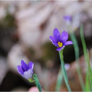 Sisyrinchium 'Lucerne', fleurs étoilées bleu intense de mai à juillet, feuillage persistant, ressemble à un iris.