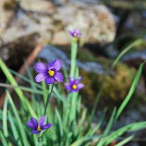 Sisyrinchium 'Lucerne', fleurs étoilées bleu intense de mai à juillet, feuillage persistant, ressemble à un iris.