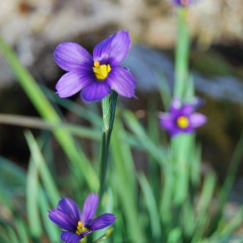Sisyrinchium 'Lucerne', fleurs étoilées bleu intense de mai à juillet, feuillage persistant, ressemble à un iris.