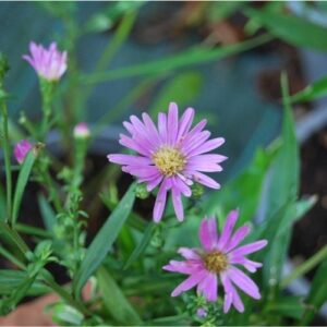 Aster d'automne, idéal en bordure, rocaille, culture en pot.