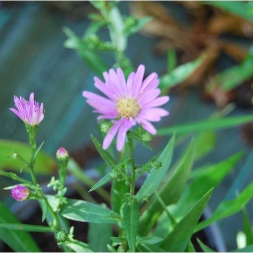 Aster d'automne, idéal en bordure, rocaille, culture en pot.