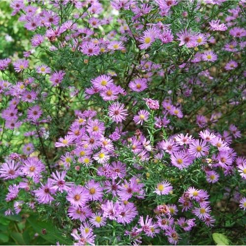 aster de jardin, plante vivace, floraison d'automne rose-mauve