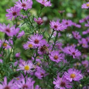 aster de jardin, plante vivace, floraison d'automne rose-mauve