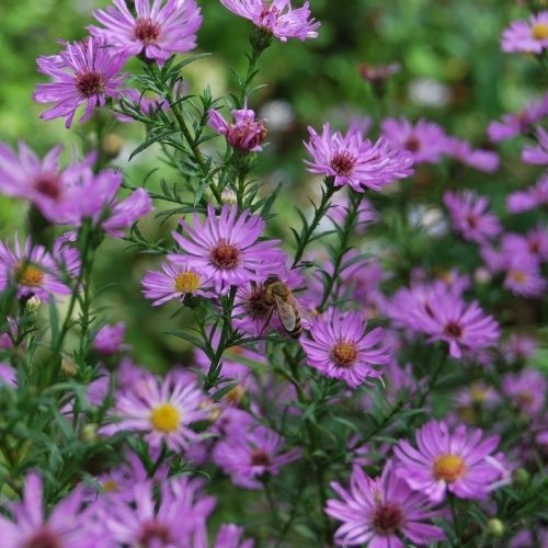 aster de jardin, plante vivace, floraison d'automne rose-mauve