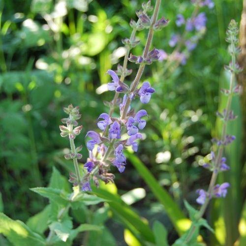 Salvia virgata, sauge vivace à floraison en épis bleu
