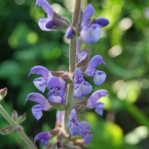Salvia virgata, sauge vivace à floraison en épis bleu